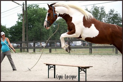 Anne Fontaine et ses chevaux
