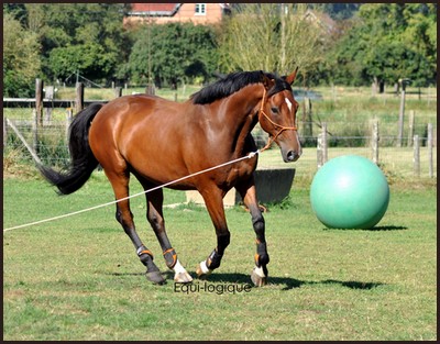 Anne Fontaine et ses chevaux